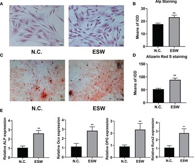 Extracorporeal Shock Wave Therapy Promotes Osteogenic Differentiation in a Rabbit Osteoporosis Model